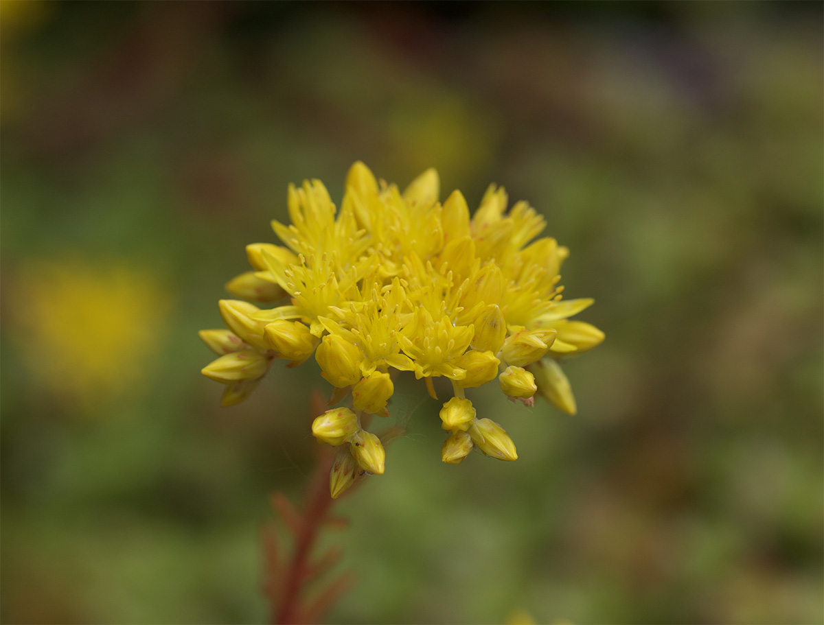 Sedum rupestre