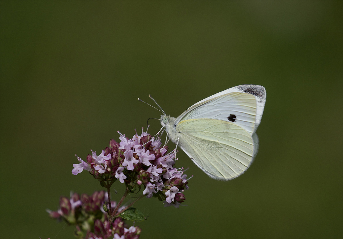 Pieris rapae 