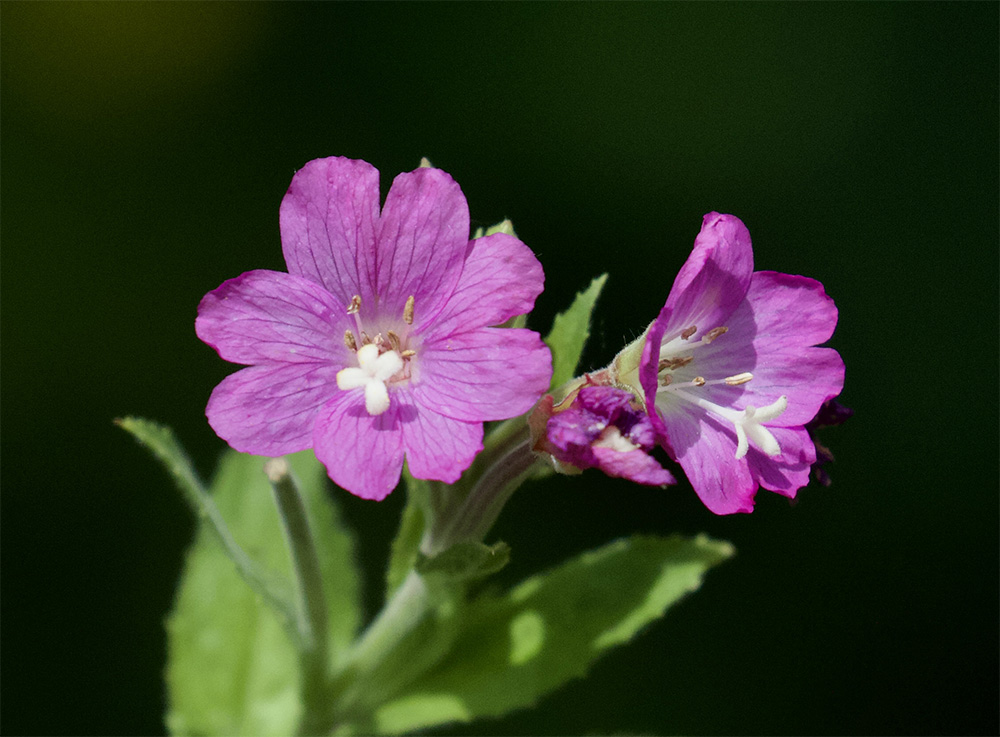 Epilobium hirsutum