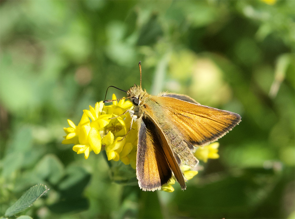 Thymelicus lineola 