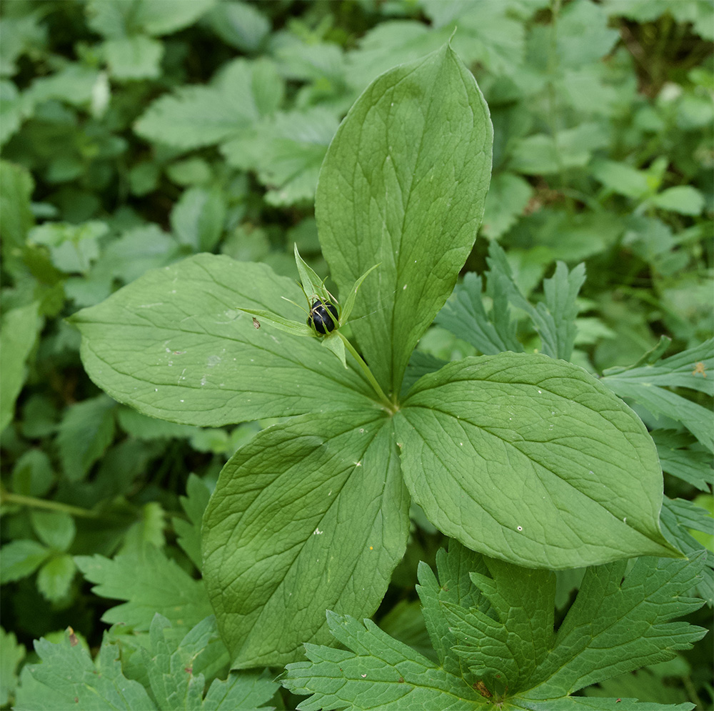 Paris quadrifolia