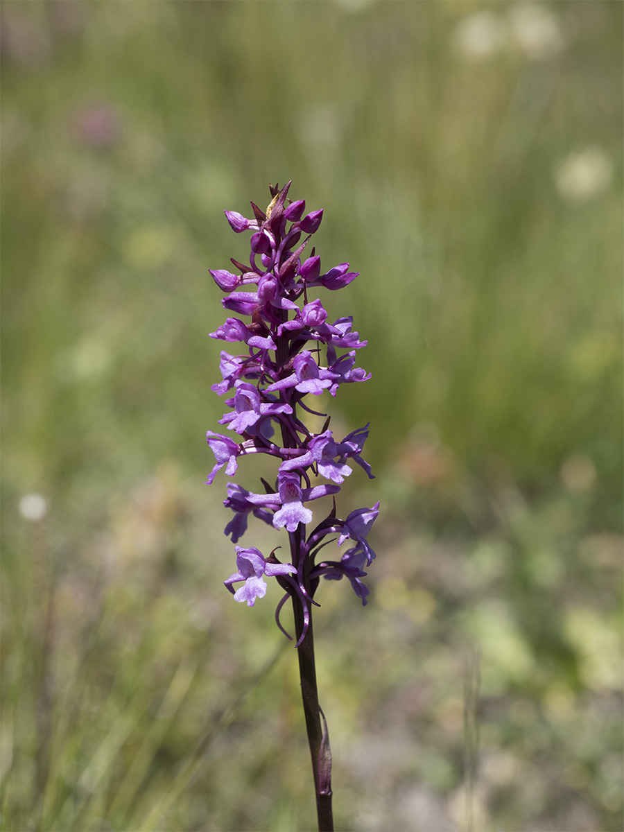 Gymnadenia conopsea 