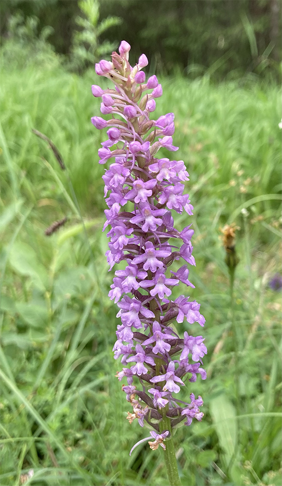 Gymnadenia conopsea 