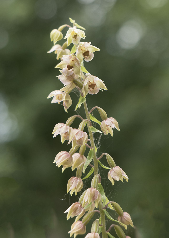 Epipactis helleborine 