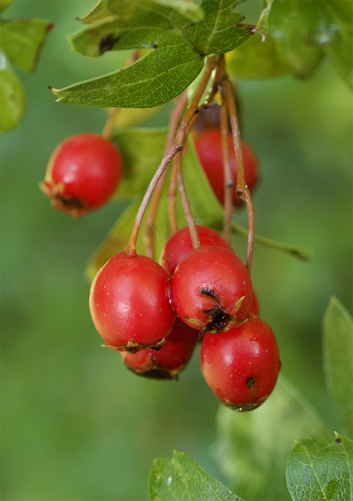 Crataegus monogyna 