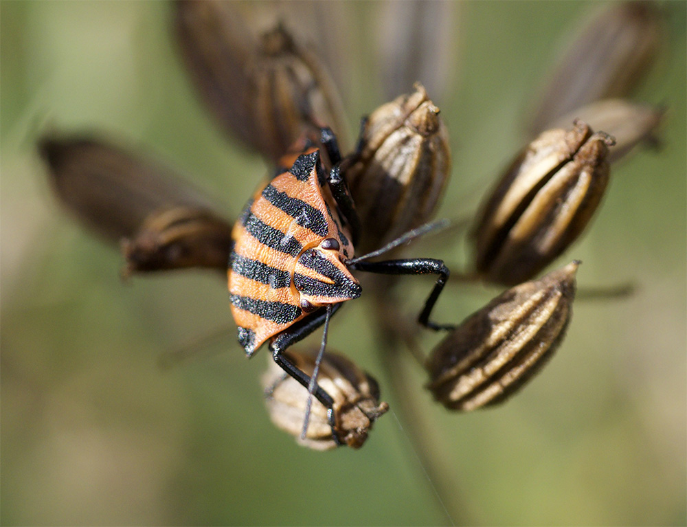 Graphosoma italicum  