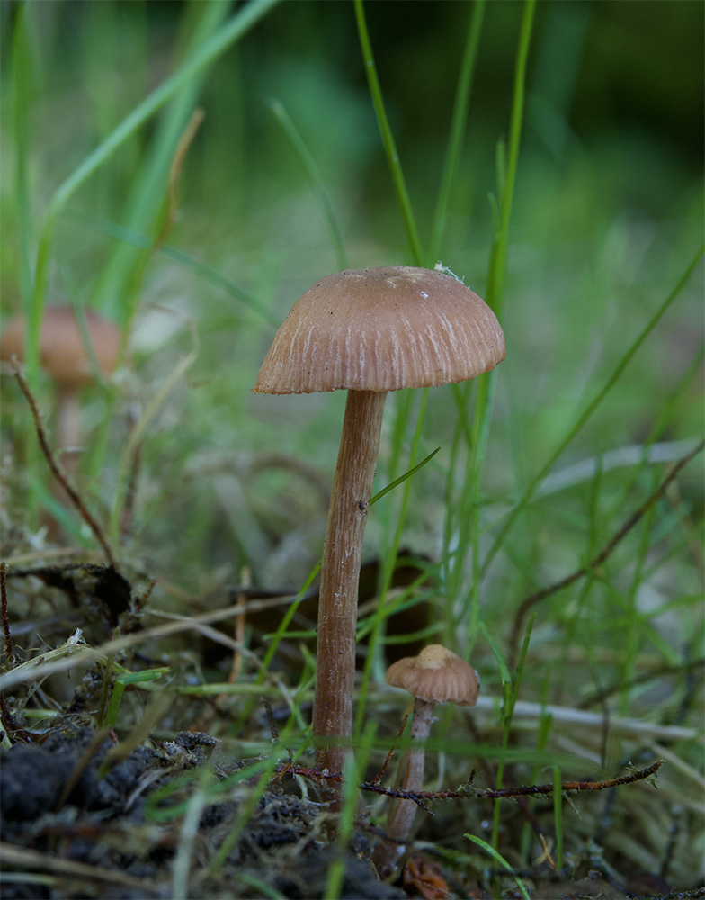 Laccaria laccata 