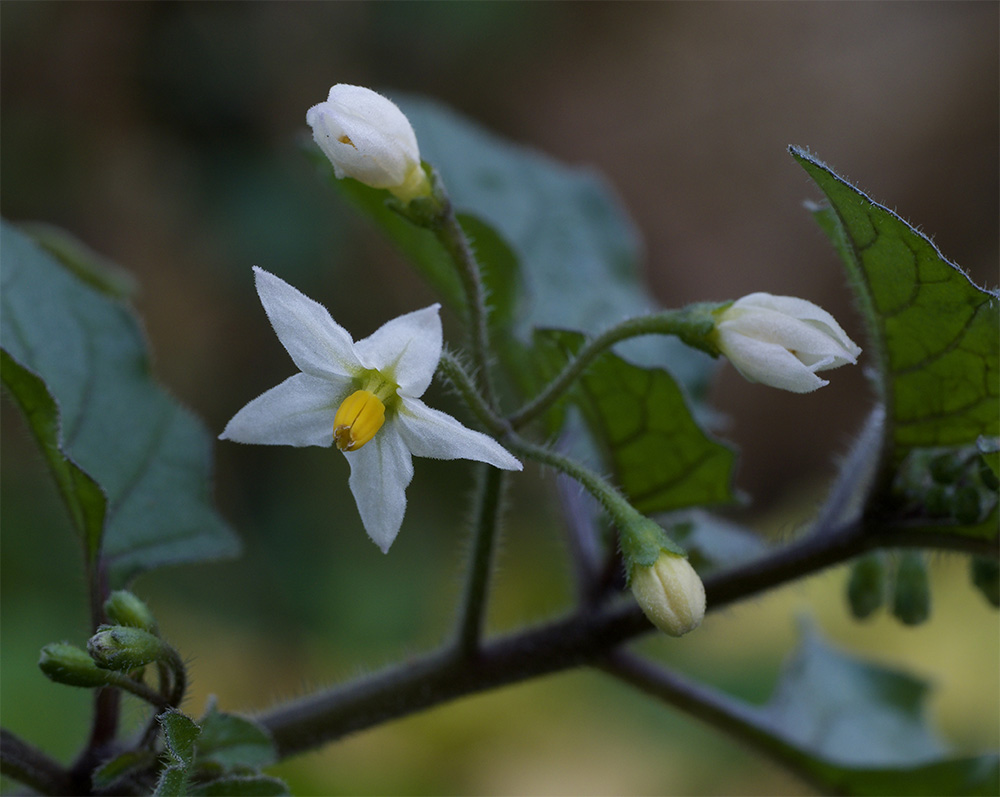 Solanum nigrum
