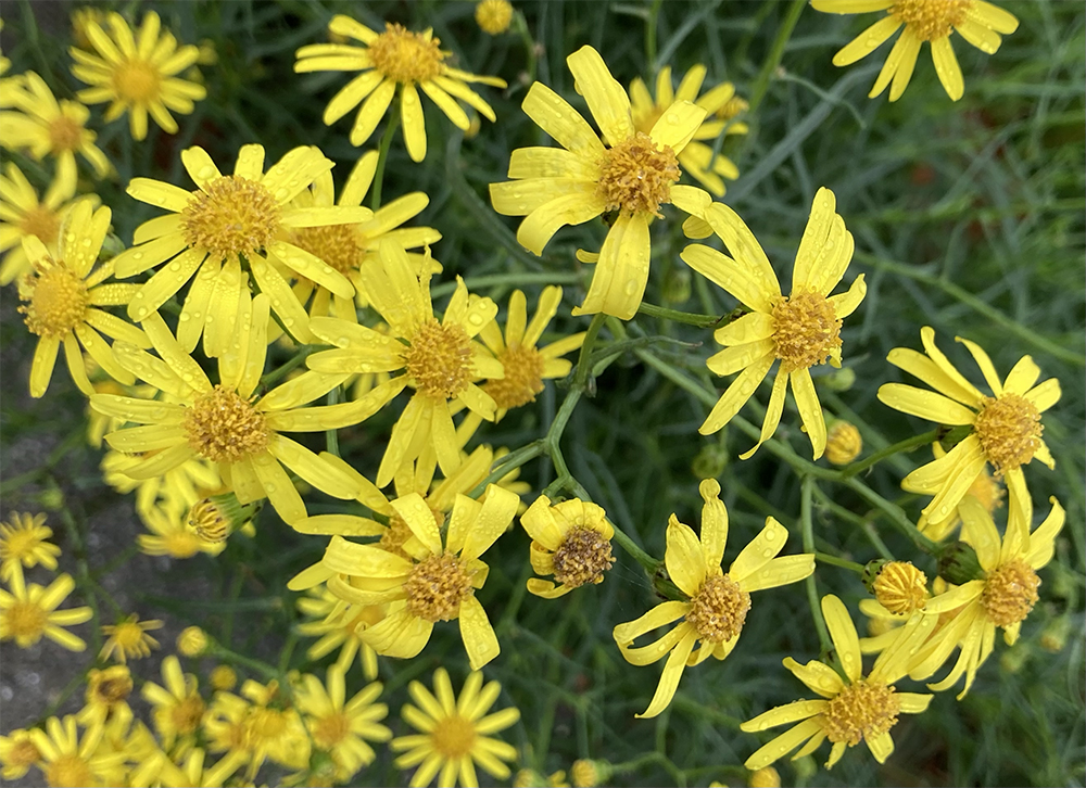Senecio inaquidens 