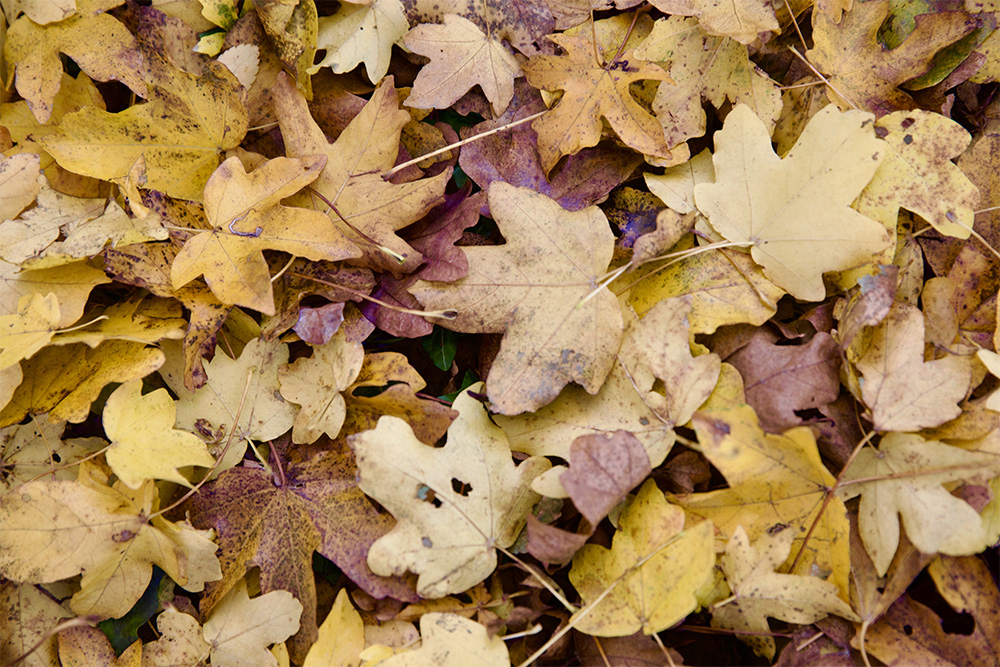 Autumn