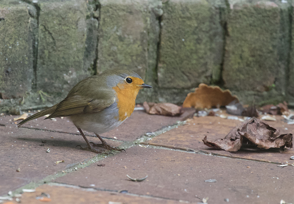 Robin  Roodborst 