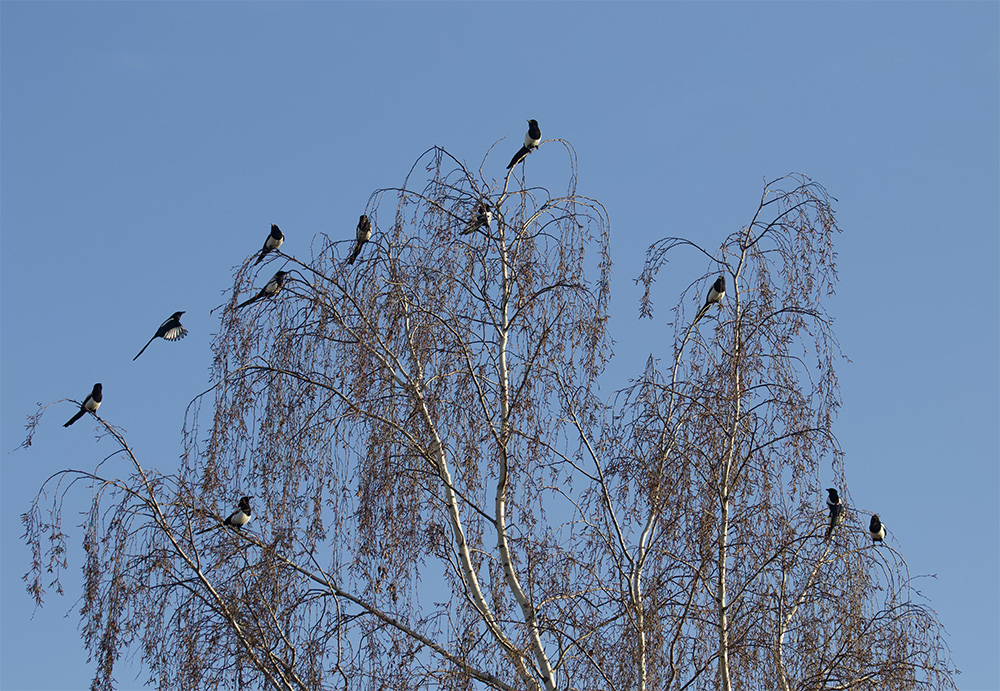 Magpie Meeting