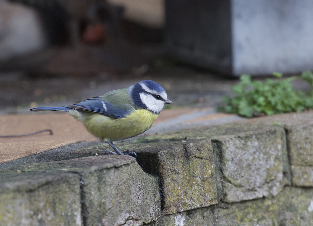 Blue Tit  
