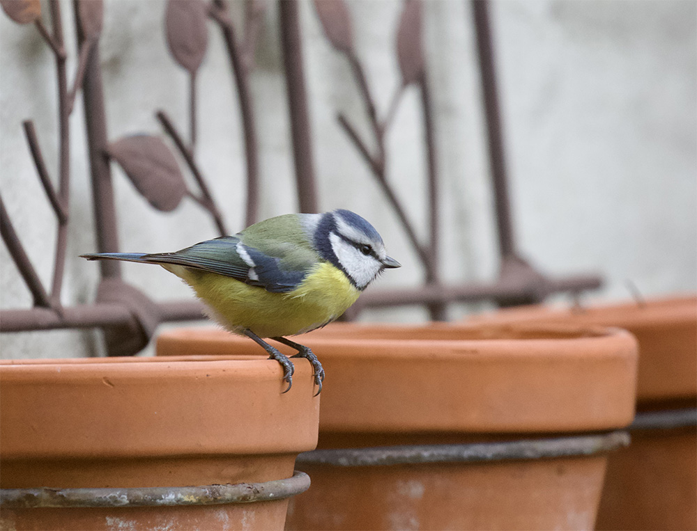 Blue Tit  