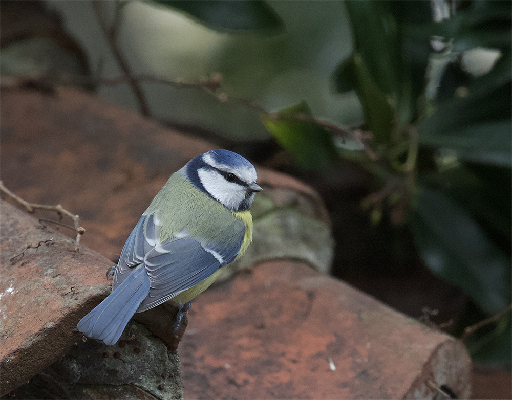 Blue Tit 