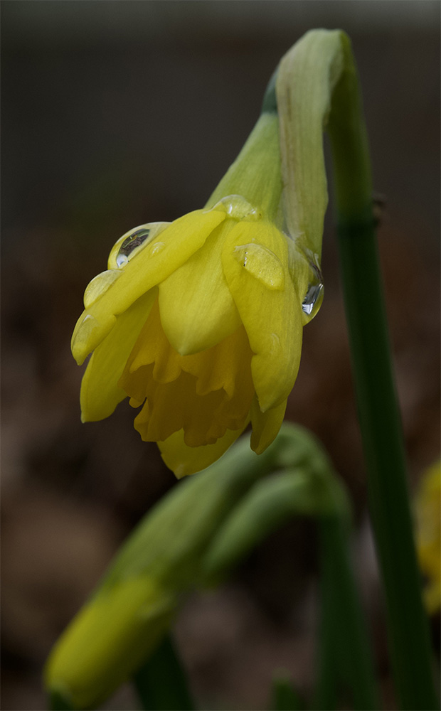 Daffodil