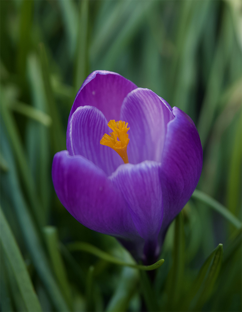 Crocus vernus