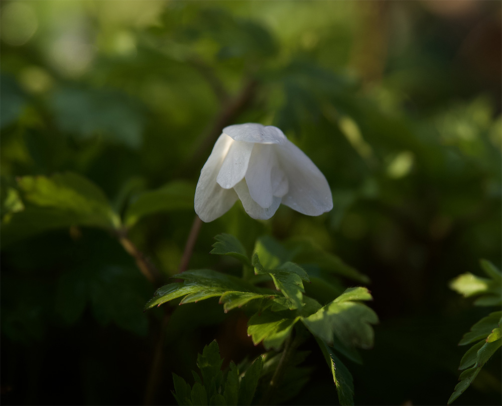 Anemone nemorosa 