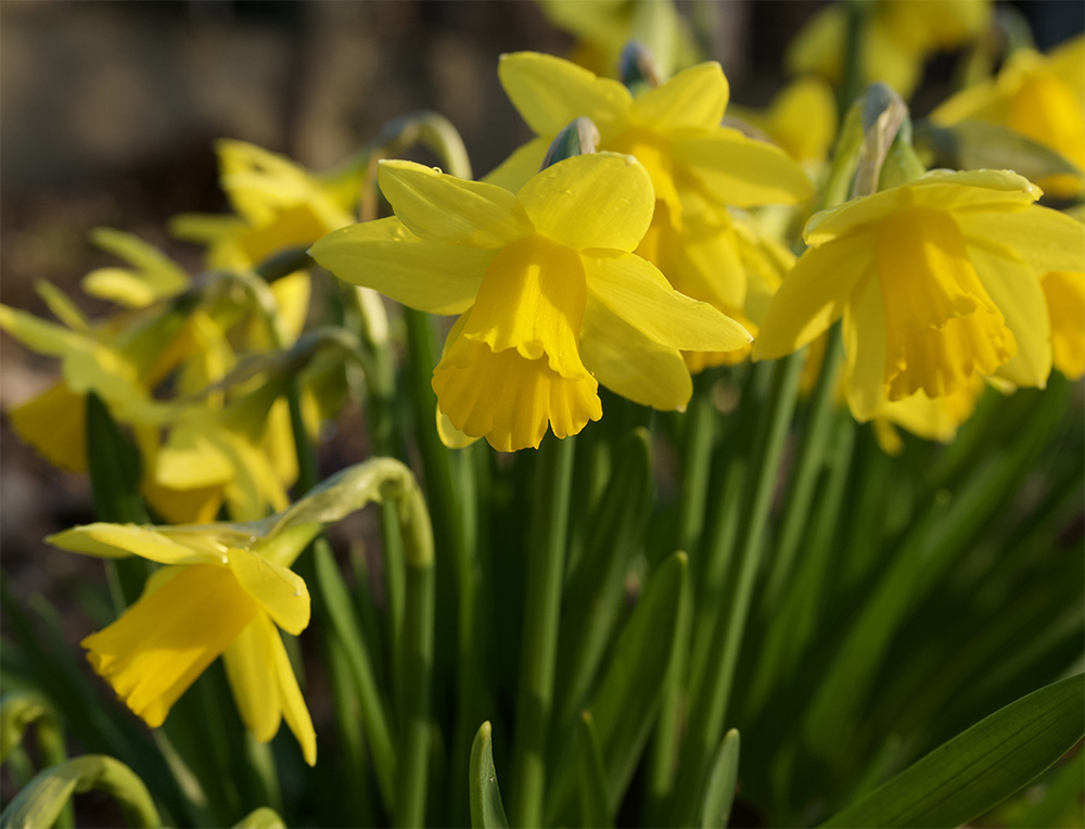 Daffodil