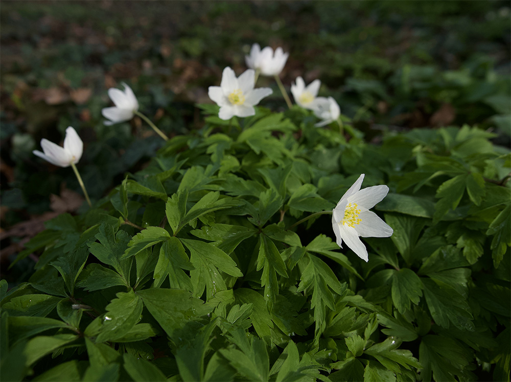 Anemone nemorosa 