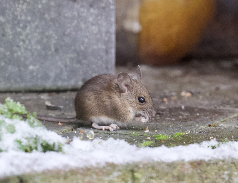 Wood mouse