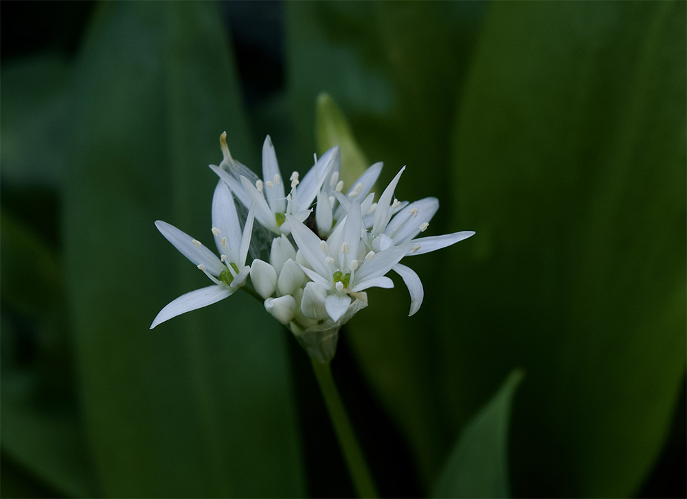Allium ursinum 