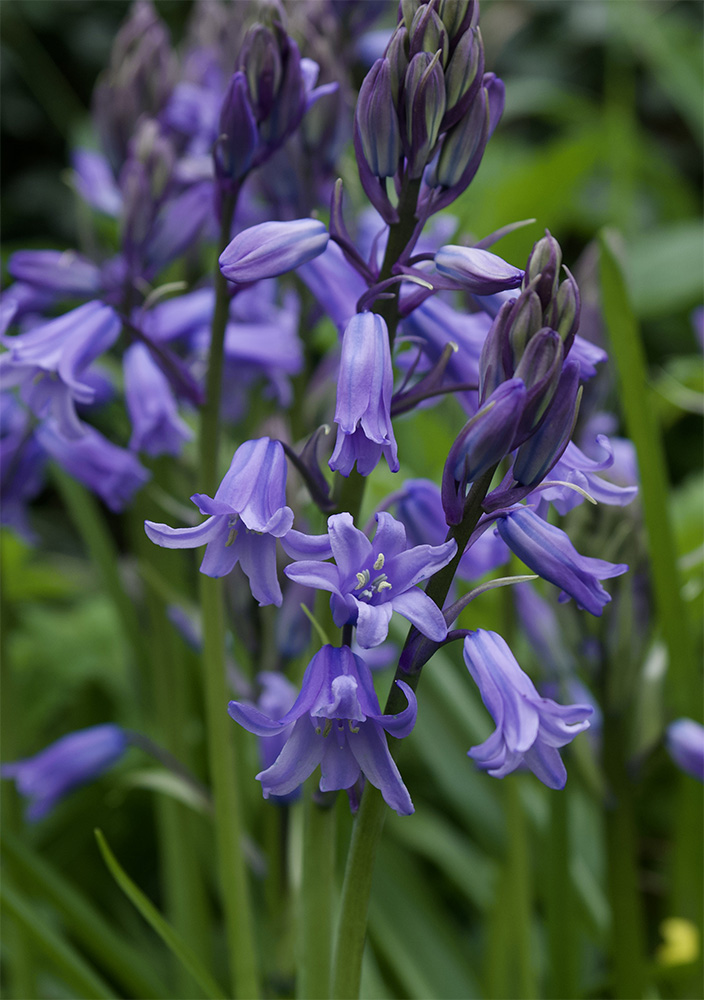 Hyacinthoides hispanica 