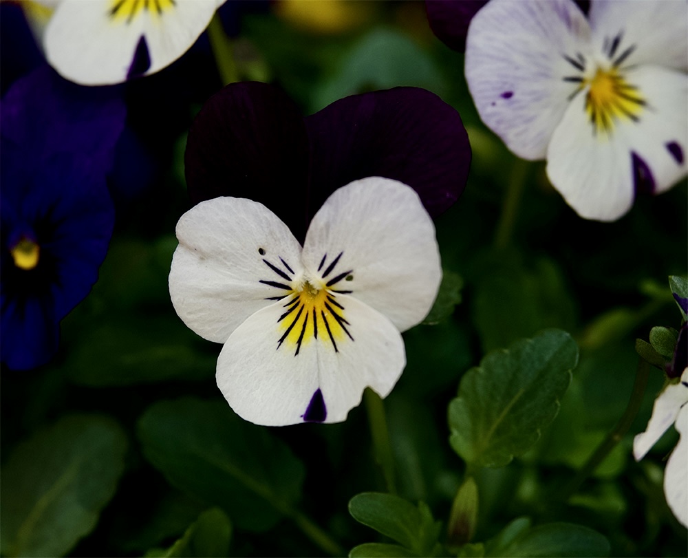 Viola