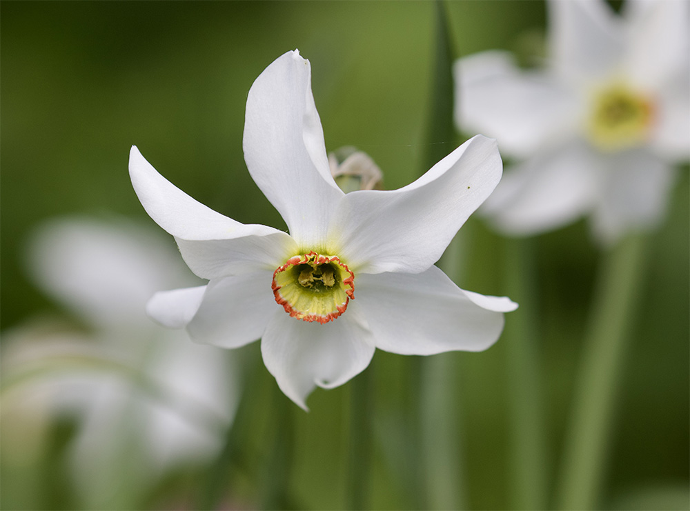 Narcissus poeticus  
