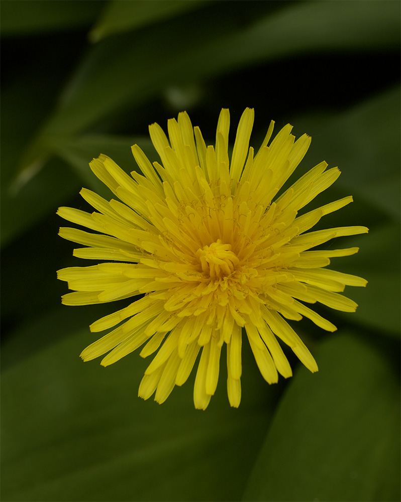 Taraxacum sp. 