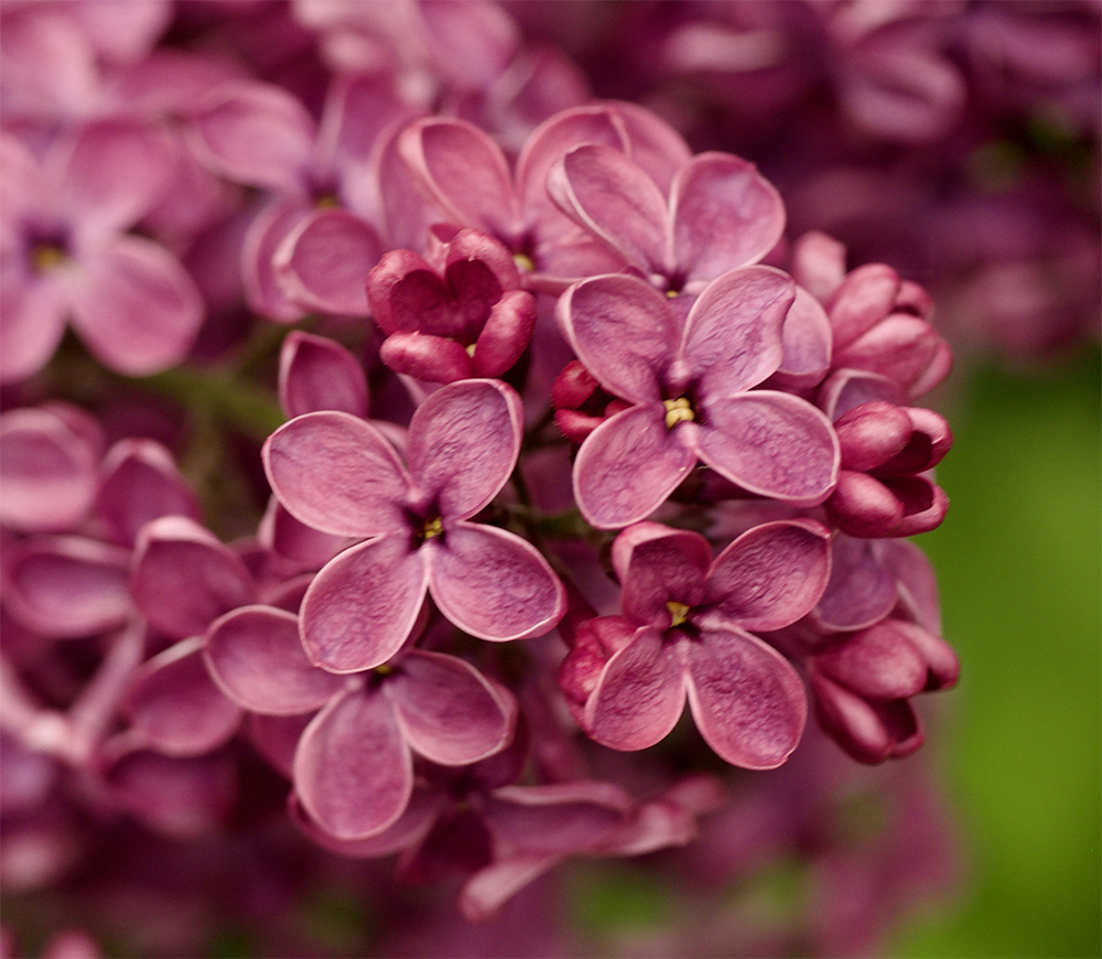 Syringa vulgaris