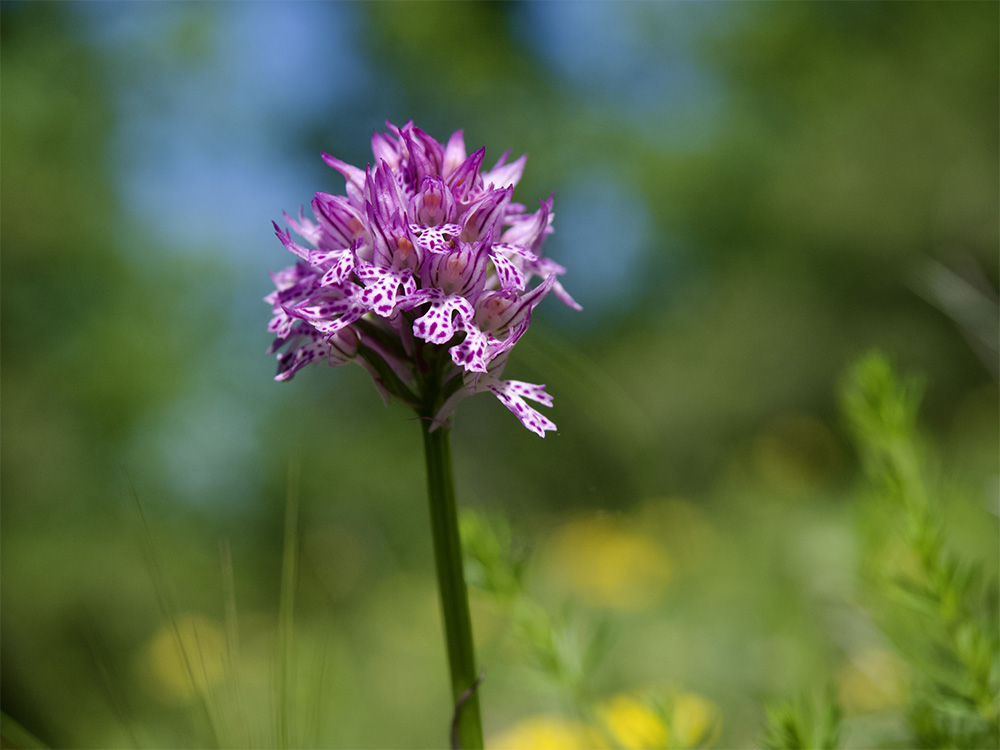 Neotinea tridentata  