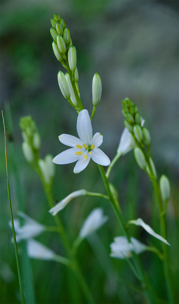 Anthericum liliago 