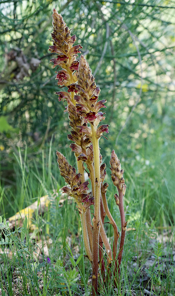 Orobanche
