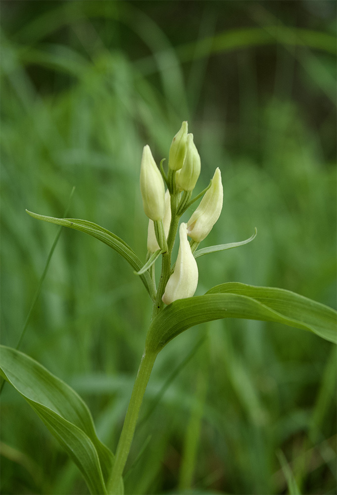 Cephalantera damasonium 