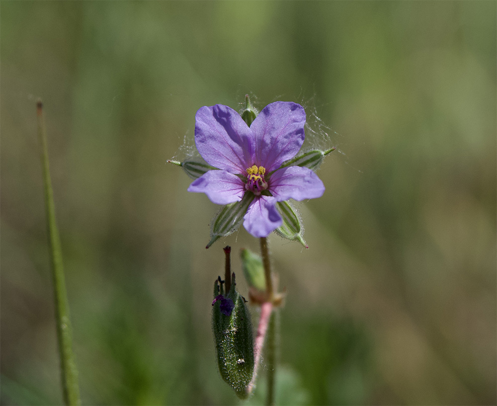 Erodium cicutarium
