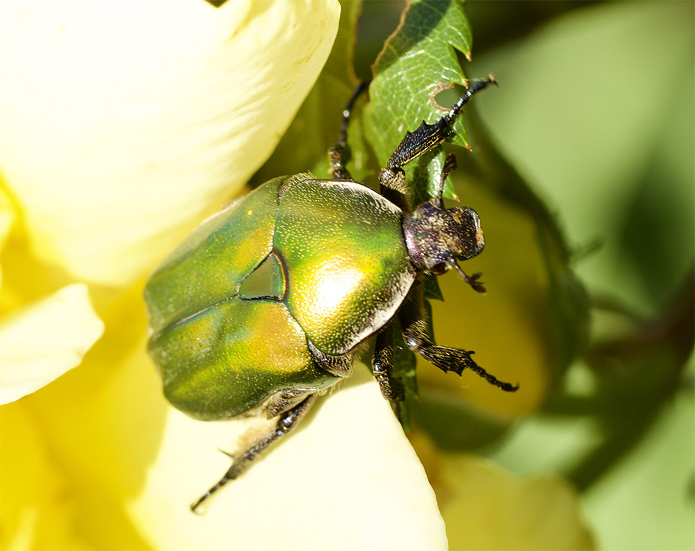 Cetonia aurata