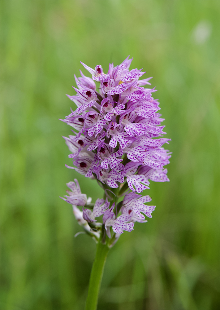 Neotinea tridentata 