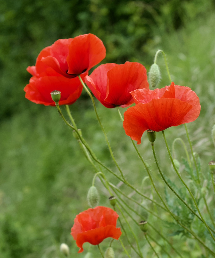 Papaver rhoeas 