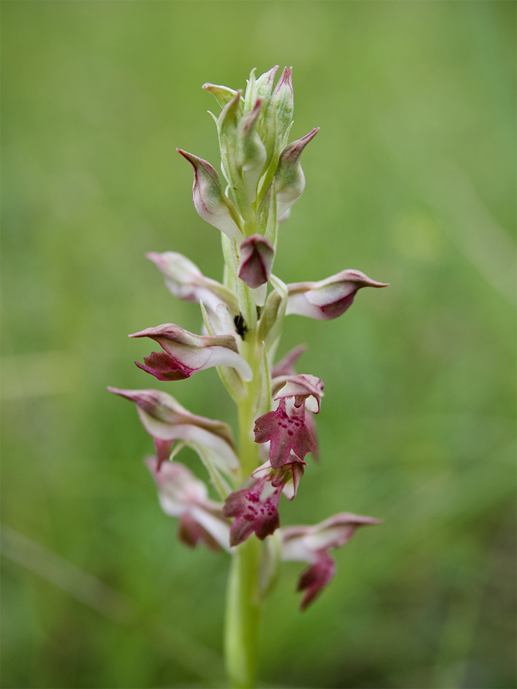 Anacamptis coriophora subsp. fragrans     