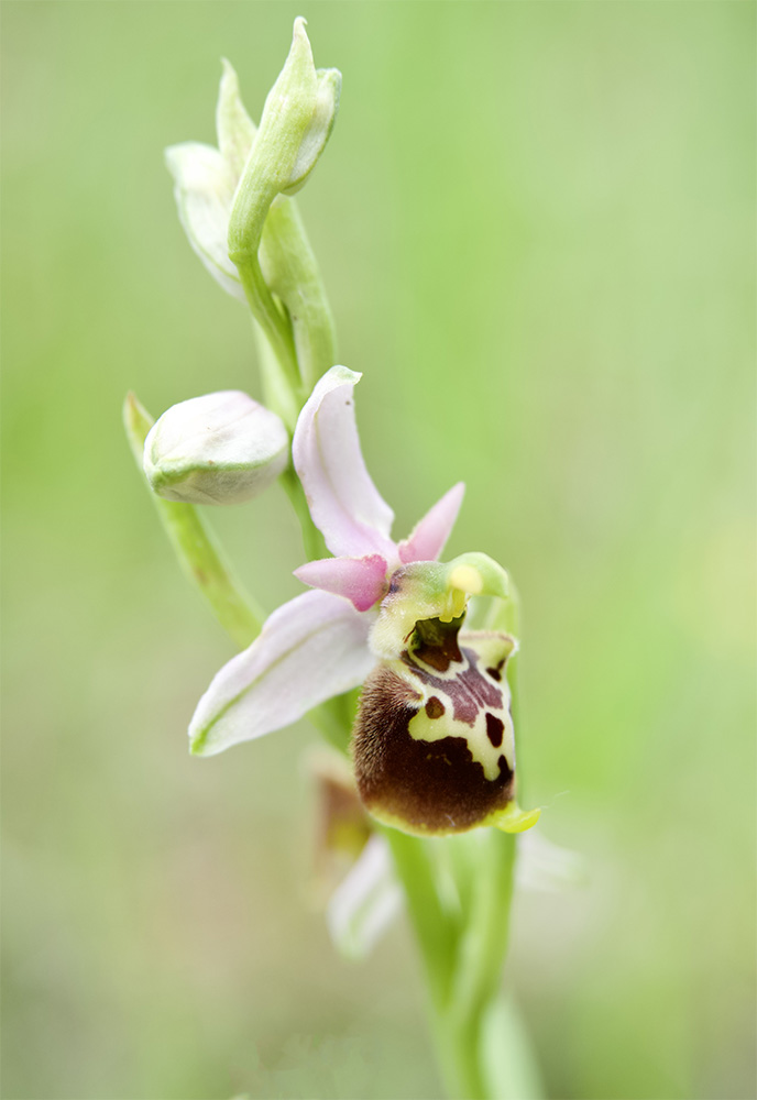 Ophrys holoserica 