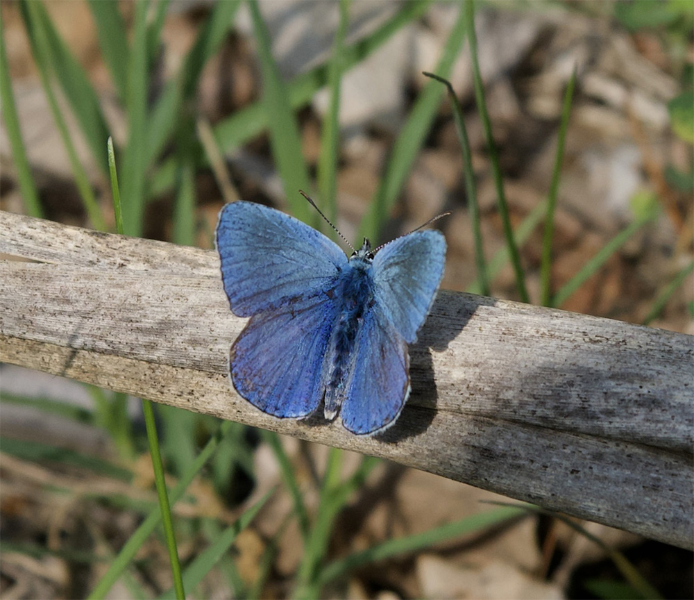 Lysandra bellargus