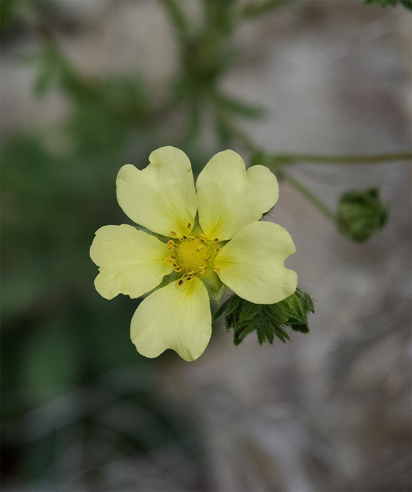 Potentilla recta