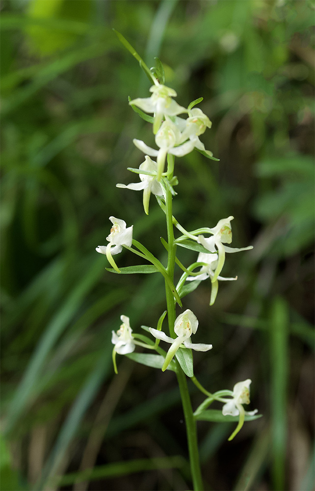 Platanthera chlorantha 