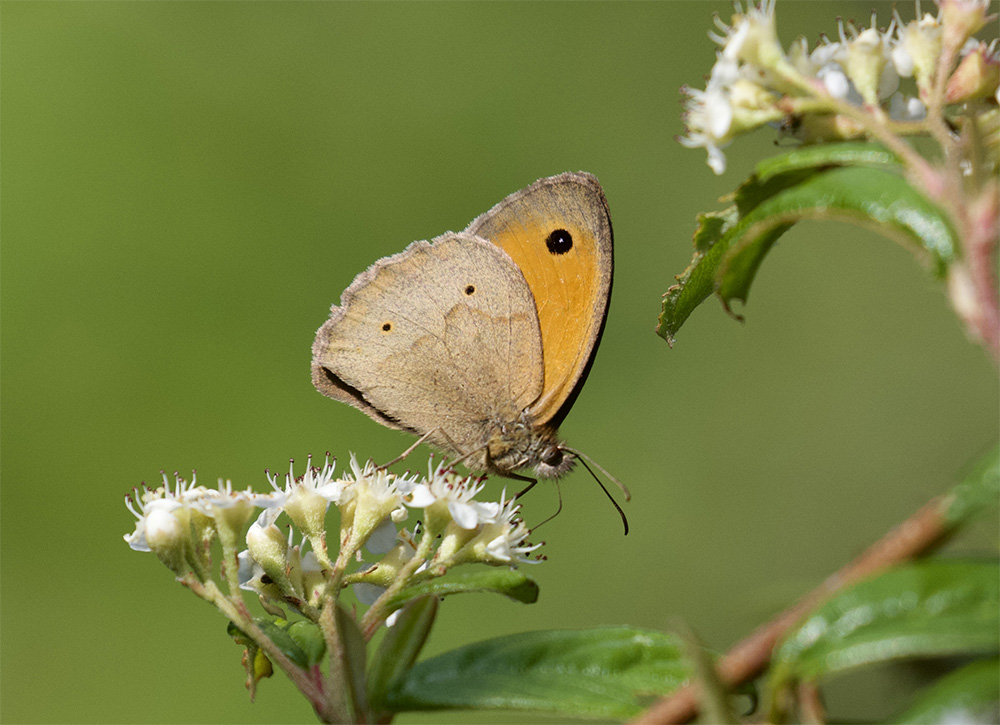 Maniola jurtina 