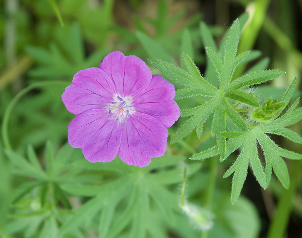 Geranium sanguineum 