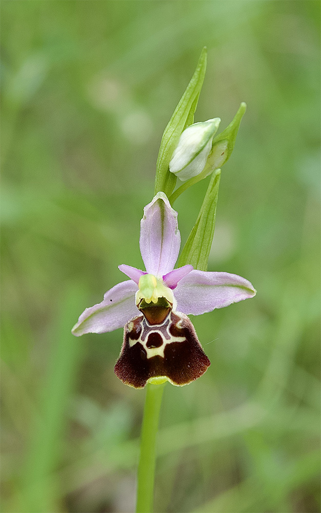 Ophrys holoserica 