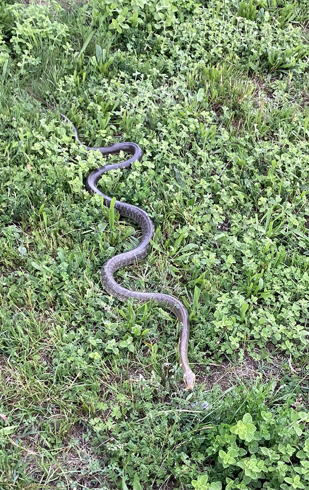 Zamenis longissimus