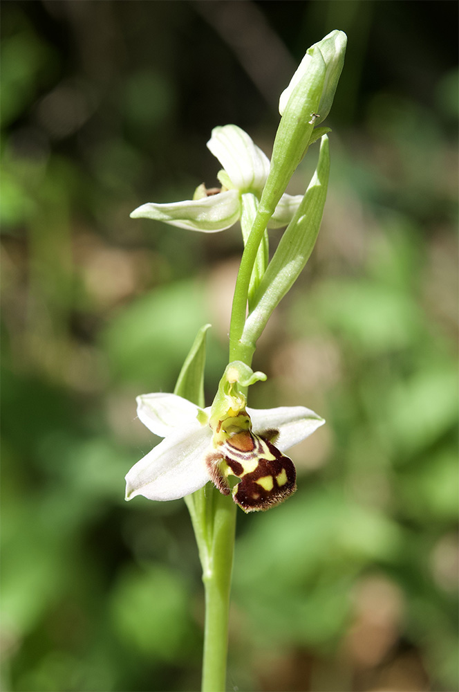 Ophrys apifera 