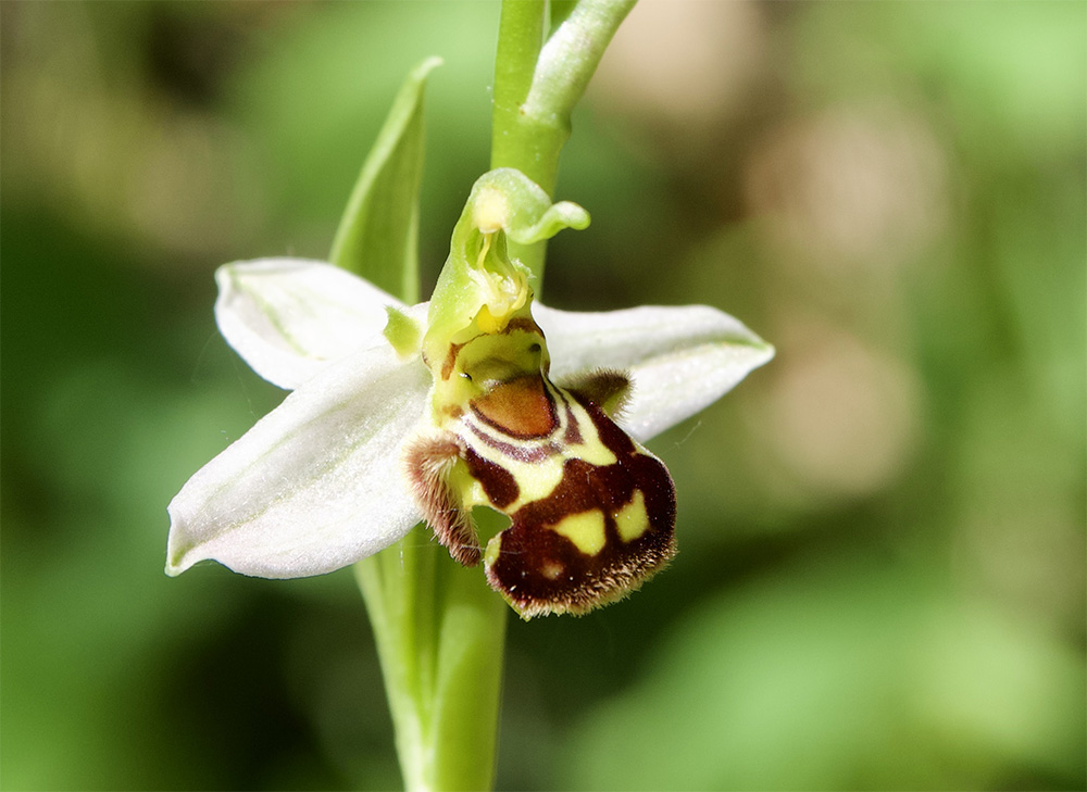 Ophrys apifera 